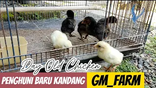 DOC (DAY OLD CHICKEN) PENGHUNI BARU KANDANG GM_FARM - ANAK AYAM KUB-1 BARU MENETAS 7 HARI LALU