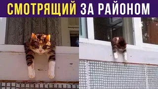 Приколы. Кот смотрит за районом | Мемозг #240