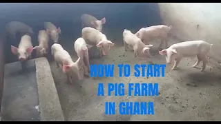 SO...You wanna start a PIG FARM in Ghana??? | Kumasi Farm Update: Vlog 87