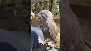 Red-tailed Hawks eat 1000+ rodents a year!