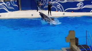 The Land Of Legends Theme Park Dolphin Show - Yunus Gösterisi