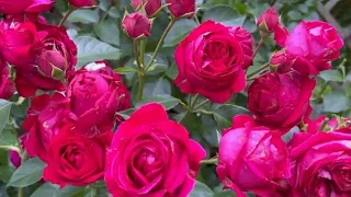 colourful roses garden video / most beautiful roses garden