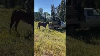 Gotta love a good mule. #mules #mule #horse #horsetraining