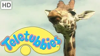 Giraffe | Teletubbies - Classic! | Videos for Kids | WildBrain Little Ones