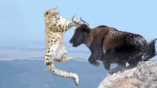 15 Craziest Fights In The Animals Kingdom