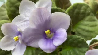 African violet flowers | Full bloom | Close up look