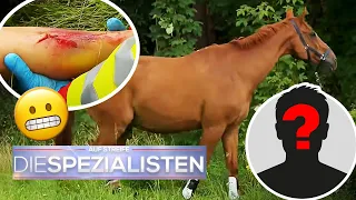 Ausritt ins Unglück 🐎​: Offener Bruch und verschwundener Ehemann 😬​ | Die Spezialisten | SAT.1