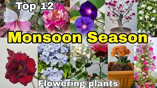 Top 12 Flowering plant grow at Home/Garden [English CC]
