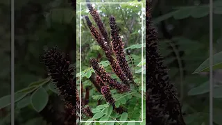 Amorpha fruticosa  Аморфа кустарниковая - описание короткое