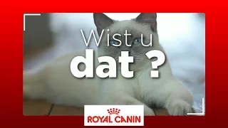 Hoe weet u of uw kat wel of geen moeilijk dier is?