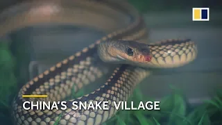 China's snake village, home to over 3 million snakes