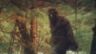 Amazing Bigfoot Photo taken in Jackson Mississippi