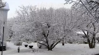 Magnolia Tree - Time Lapse - April 2018