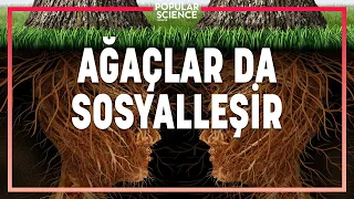 Ağaçların İnanılmaz İletişim Becerisi | Popular Science Türkiye