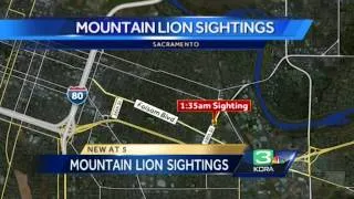 Mountain Lion sighting in East Sacramento