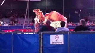 The Cruelty of Circus