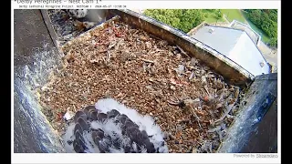 Derby Peregrines Chick feeds himself 13.54 27th May 2024