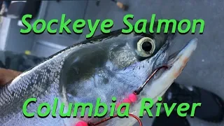 Sockeye fishing on the Columbia River July 1, 2018