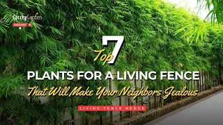 7 Best Plants for a Living Fence Hedge That Will Make Your Neighbors Jealous 🌲🌸