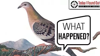 From Billions to Zero in 50 Years - The Extinction of the Passenger Pigeon