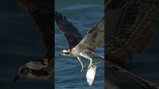 Crazy Osprey catches huge fish and struggles to fly away with it! #bird #birds #ospreys #ospreycam
