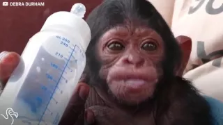 Baby Chimp Drinks From Bottle Every Day | The Dodo