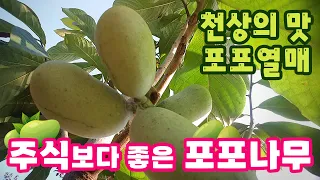 망고? 바나나? 파인애플? 천상의 맛 포포열매| 주식보다 좋은 포포나무| 기초를 잘 알고 심어야 실패가 없습니다. ​⁠