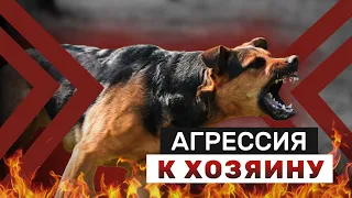 Агрессия к хозяевам