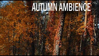 Autumn Forest Relaxation Wind and Leaves Sounds | 10 hours | Sleep, Study,  Focus | White Noise |