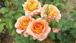 Лучшие розы флорибунды в моём саду - Vivienne Westwood, Henrietta Barnett.