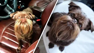 2-Year-Old Dog's 'Chewbacca' Beard Makes Old Men and Millennials Jealous