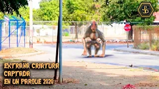 Shocking strange creature is caught in a park in Managua - Nicaragua 2020 Real or CGI?