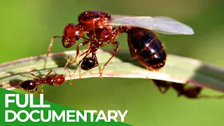 Unstoppable Invaders - The Red Imported Fire Ant | Free Documentary Nature