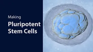 Making Pluripotent Stem Cells