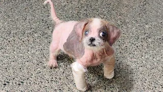Neglected Puppy Left to Suffer from Severe Mange with Some Lesions, a Limping Leg, and a Blind Eye