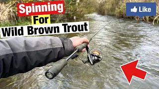 Spinning on a Wild Irish River for Trout!