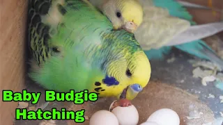 Baby Budgie Hatching