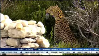 The leopard that killed Penguins at Betty's Bay will not be killed