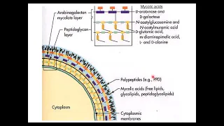 Mycobacteria