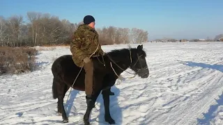 Как обучить диких лошадей