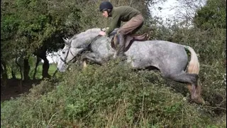 BARRY BOY - 4 yrs., 16h. Irish Draught g. Foxhunter Plus