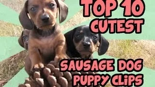 TOP 10 DACHSHUND PUPPY VIDEOS OF ALL TIME