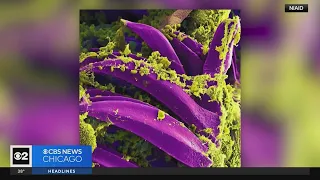 Rare case of human bubonic plague identified in Oregon