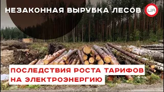 Риск вырубки лесополос на дрова в Украине велик. Игорь Чаленко