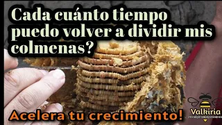 Cada cuánto tiempo puedo volver a dividir una colmena de abejas? 🐝🥳👍🏻