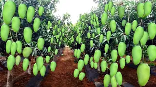 Aam ki kheti | आम की खेती | Mango farming | farming in India | mango ki kheti kaise karen