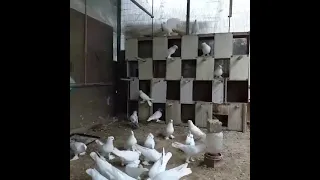 Андижанские Голуби Андижан Кептерлери 🕊🕊🕊🕊🕊