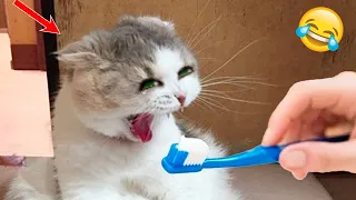 Try Not To Laugh 😁 New Funny Cats and Dogs Videos 😹🐶 Part 10