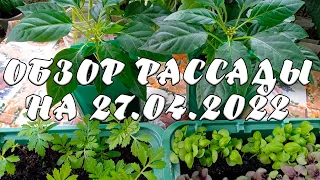 ОБЗОР РАССАДЫ НА 27.04.2022