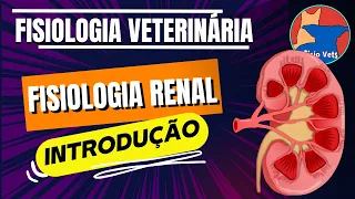 introdução à fisiologia renal - Filtração Glomerular - Aula 1